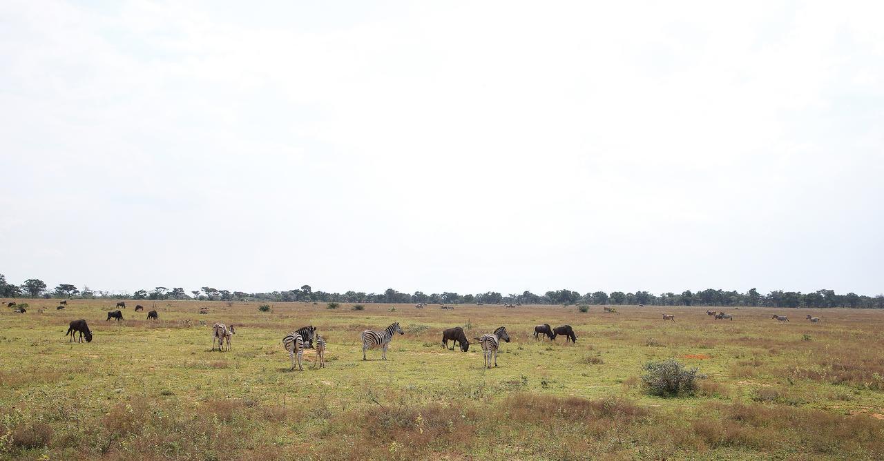 Shambala Private Game Reserve Villa Vaalwater Exterior photo